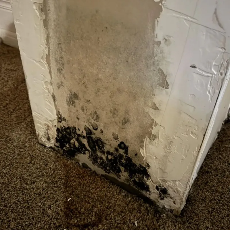 Professional Mold Removal in Honey Grove, TX